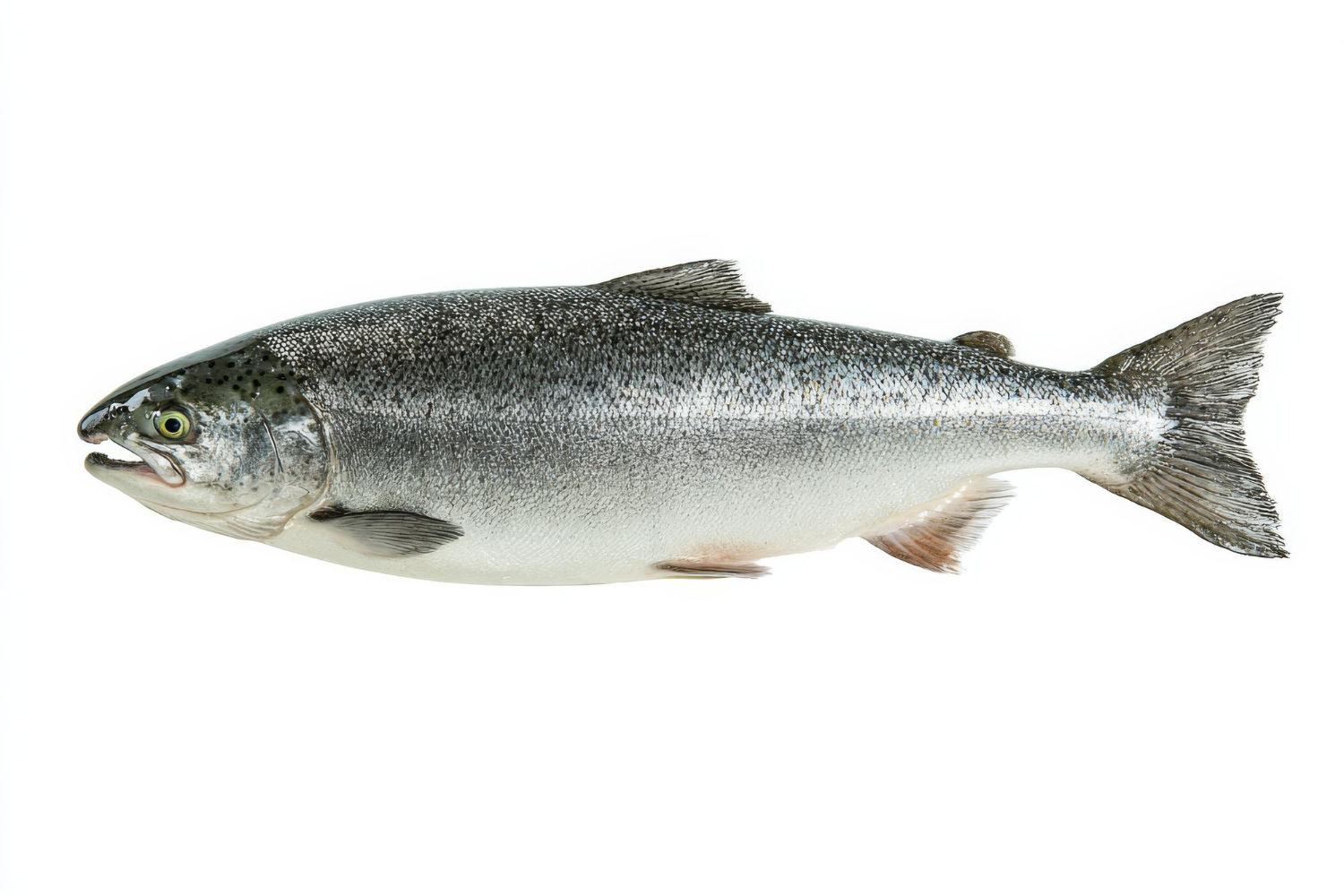 Whole Salmon Fish
